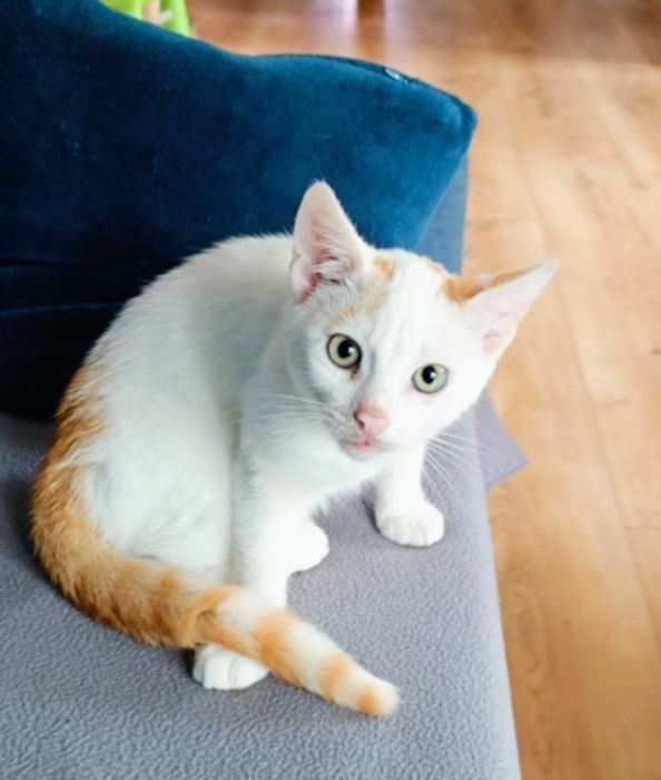 Filemonek szuka domu.