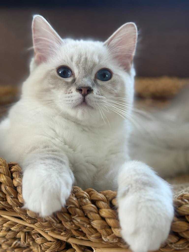Kocurek Ragdoll pręgowany Blue mitted