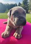 INES Puma Nero FCI Cane Corso szczenie po GRAND CHAMPIONIE