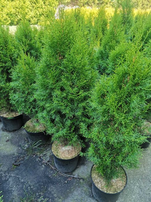 Thuja Smaragd Szmaragd zagęszczana sadzenie transport 100% przyjęcia