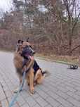 Owczarek Niemiecki do Adopcji