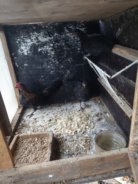 Sprzedam koguta i 2 kury