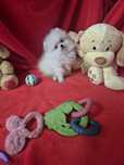Spitz Alemão Anão Fêmea Mini Com LOP Criadora Registada PT 3088