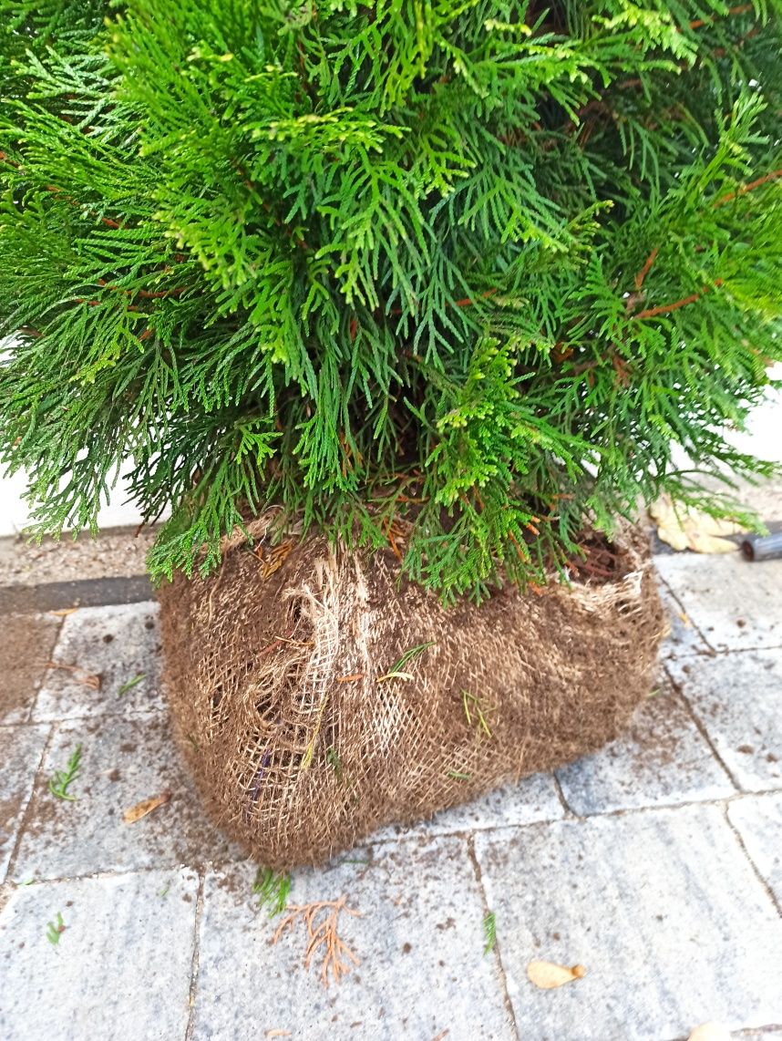Tuja Thuja Szmaragd 50cm-180cm PREMIUM Sprzedaż, Nasadzenia, GRUNT