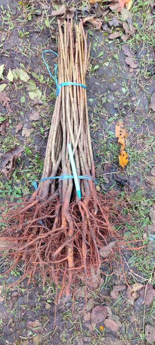 Продам подвой жардель,груша,алича,айва,антипка,ММ106,М9,міндаль