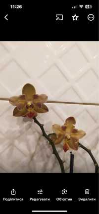 Орхидня, фаленопсис арома