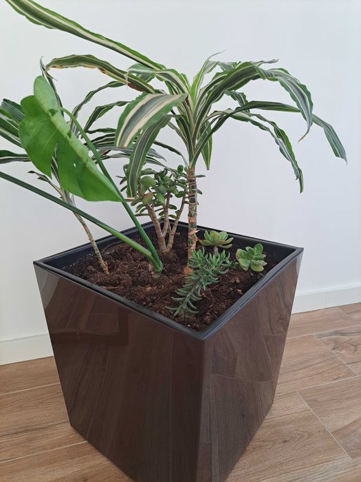 Vendo vaso com planta de interior