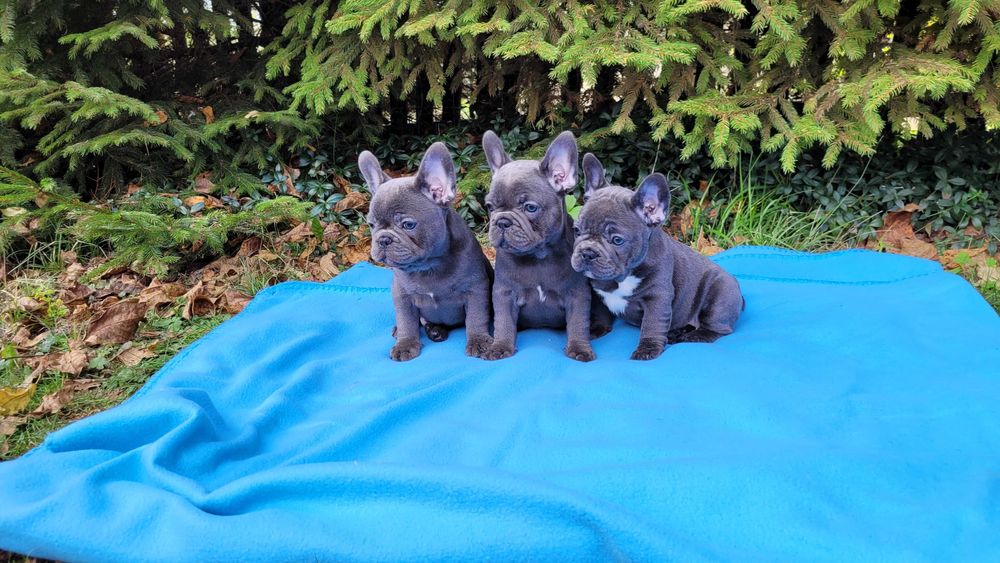 Buldog francuski szczeniak niebieski[blue]