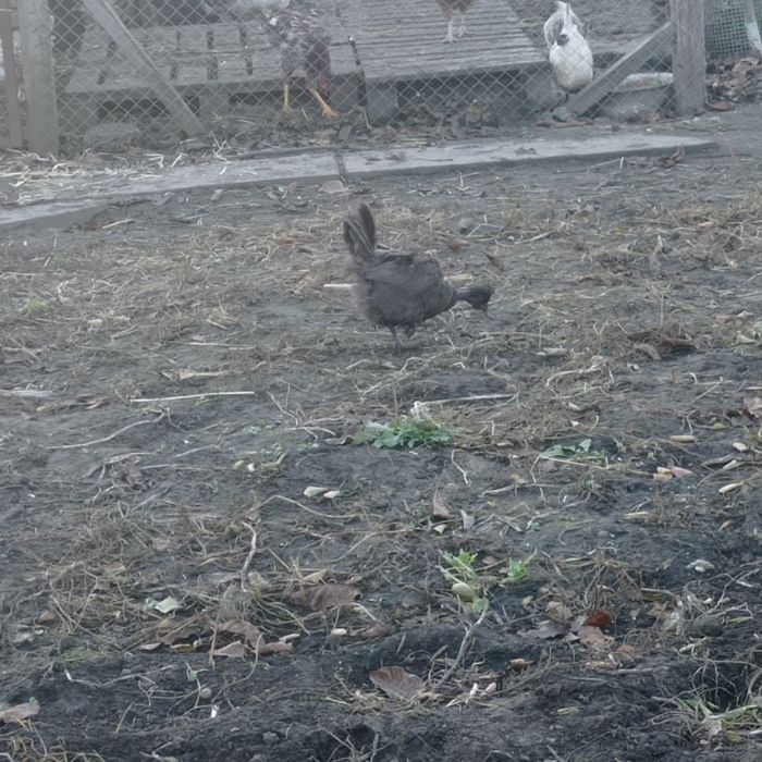 Інкубаційне яйце чубатих несучок