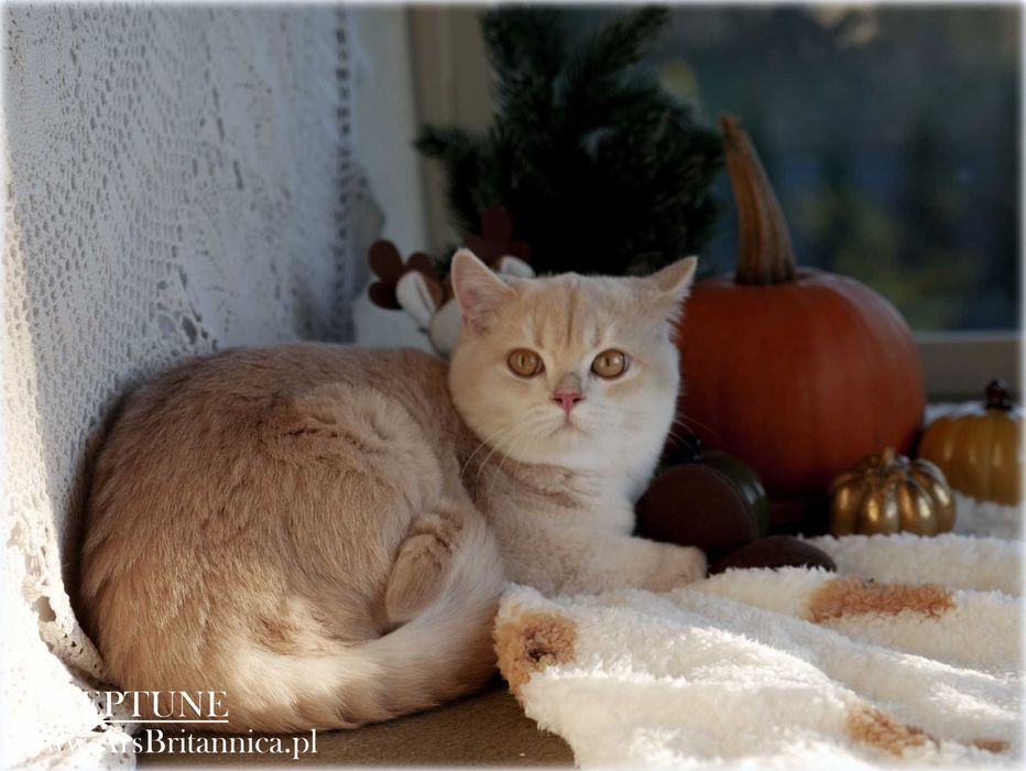 Jedyny Kocurek brytyjski Płowy Złoty Szynszylowy na olx! Neptune py12