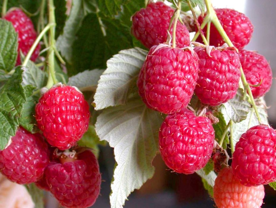 Саджанці малини  raspberry tree (ремонтантна) малина червона