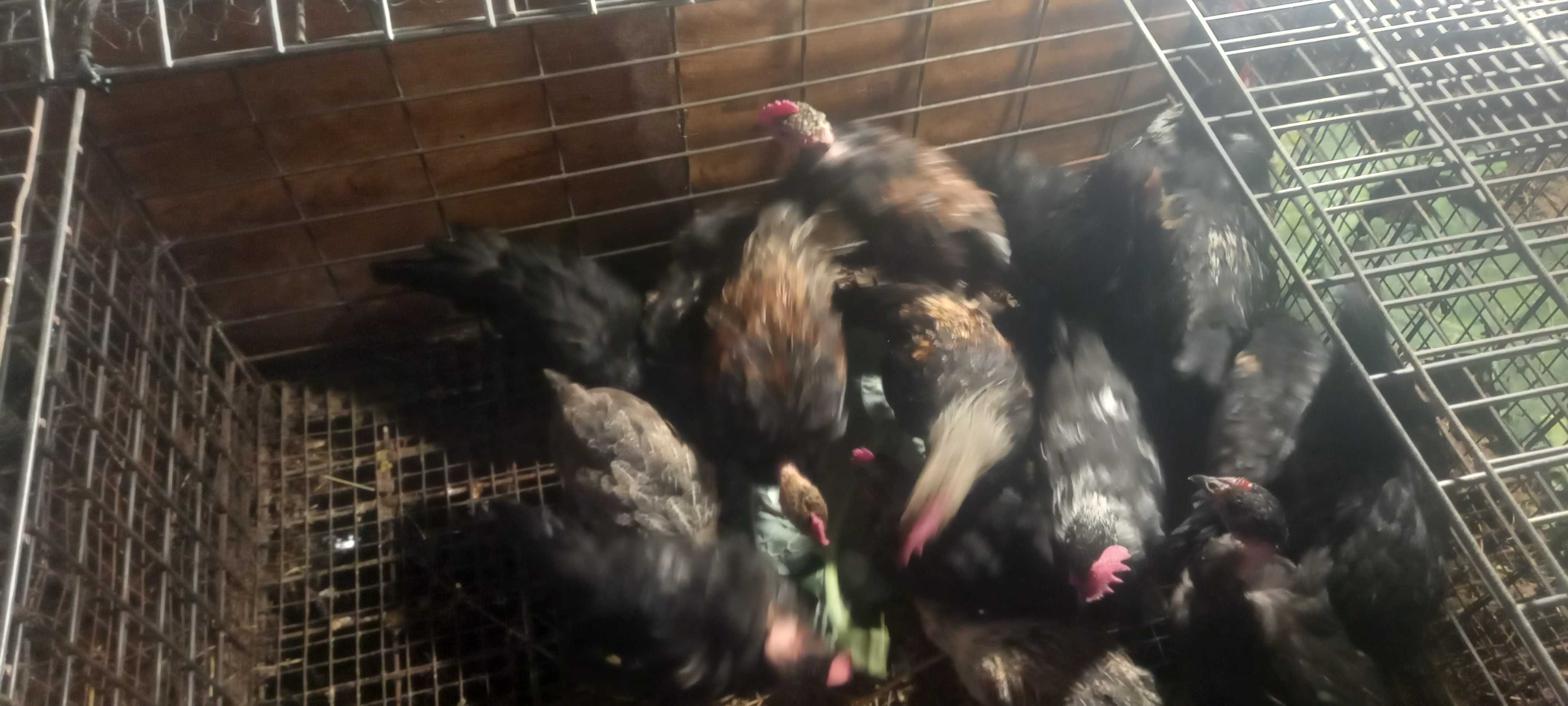 Garnisos de raça  pequena