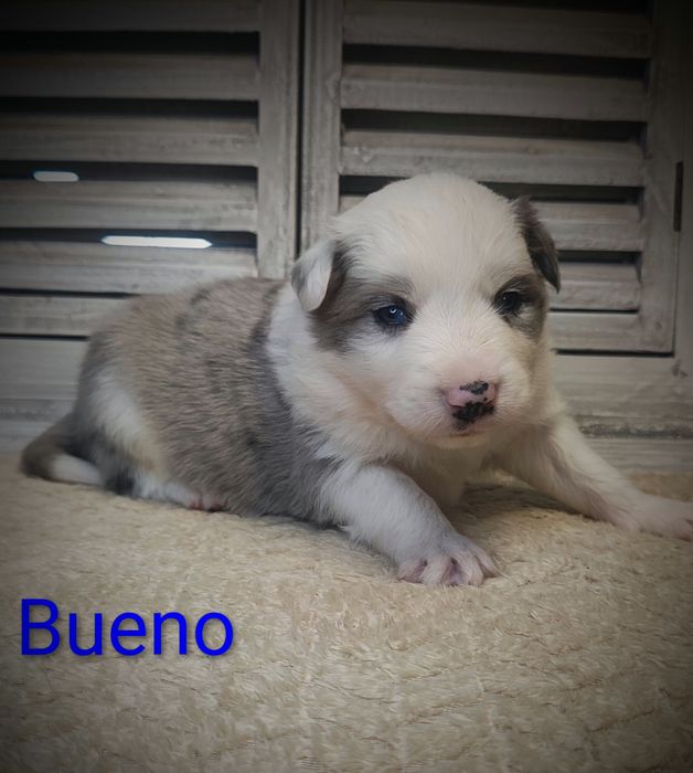 Border collie piesek Blue merle przebadani rodzice