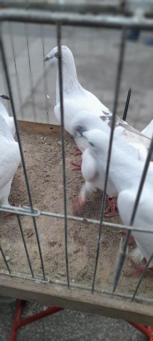 Gołębie jasne i kilka żałobników