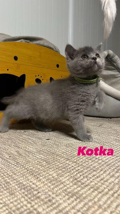 Kot brytyjski / kotka brytyjska