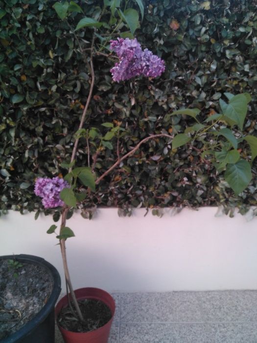 Planta de Lilás  em vaso