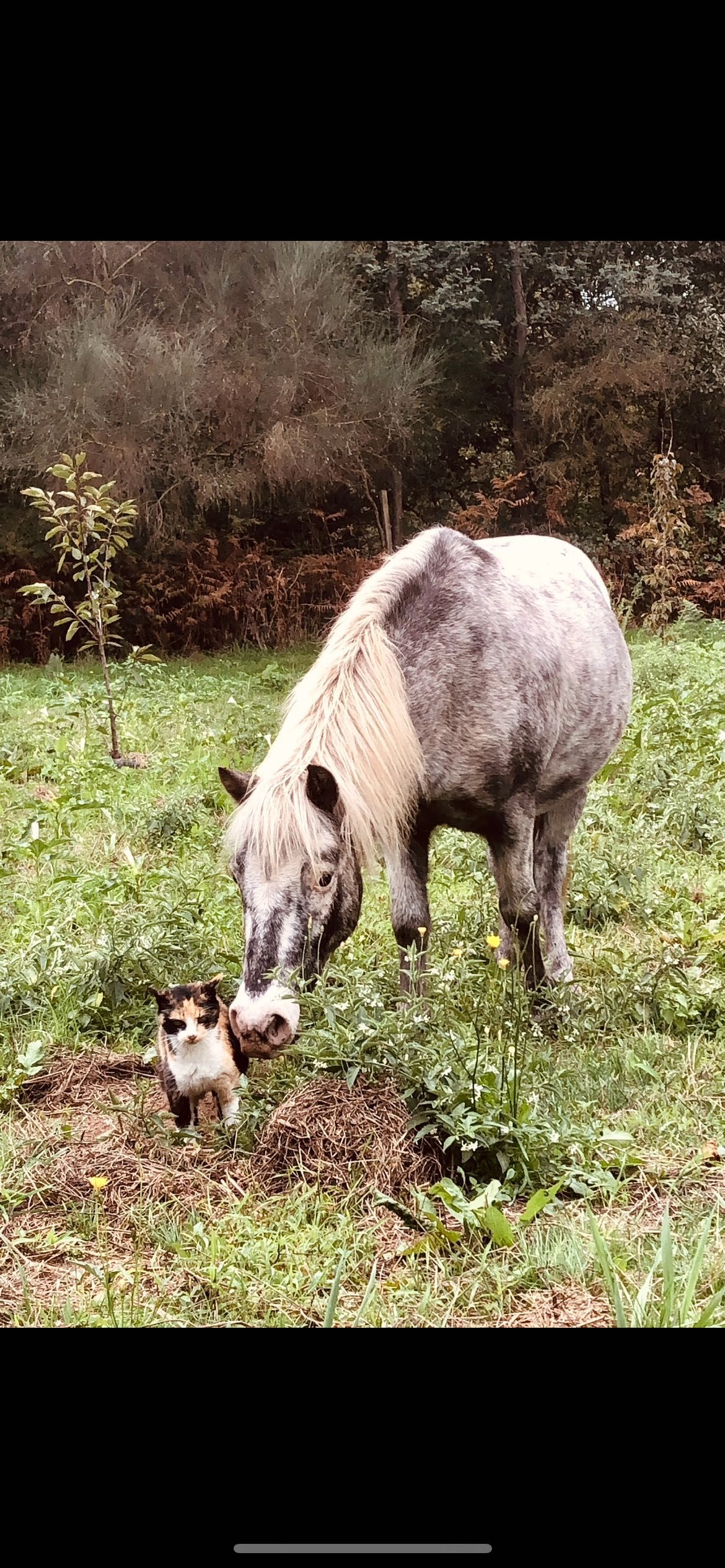 Pequeno pónei à venda