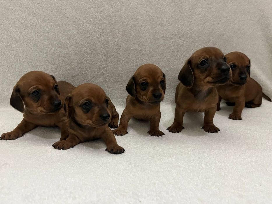 Рыженькие щенки таксы