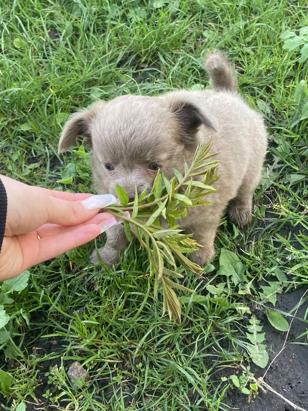 Чихуахуа цуценя дівчинка