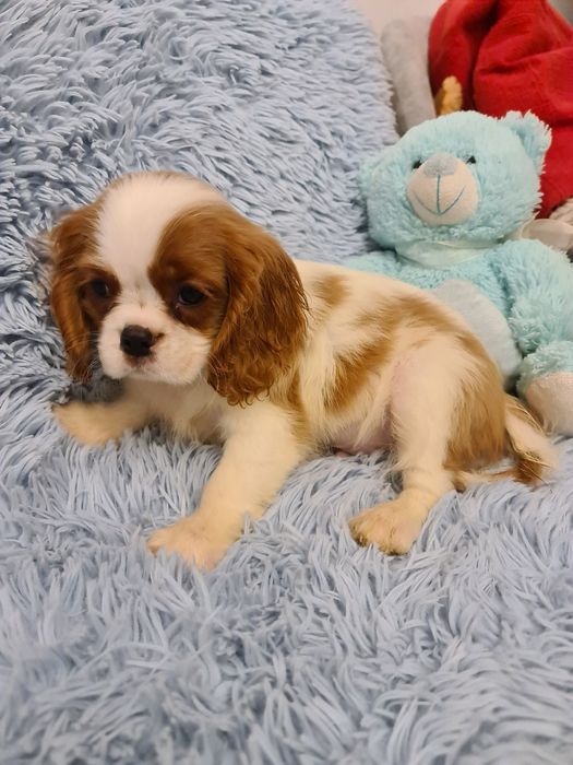 Cavalier piesek z czteropokoleniowym rodowodem