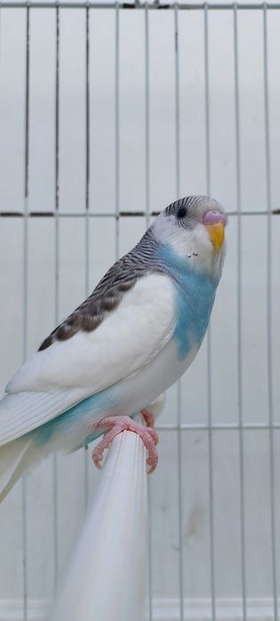 8 Periquitos australianos