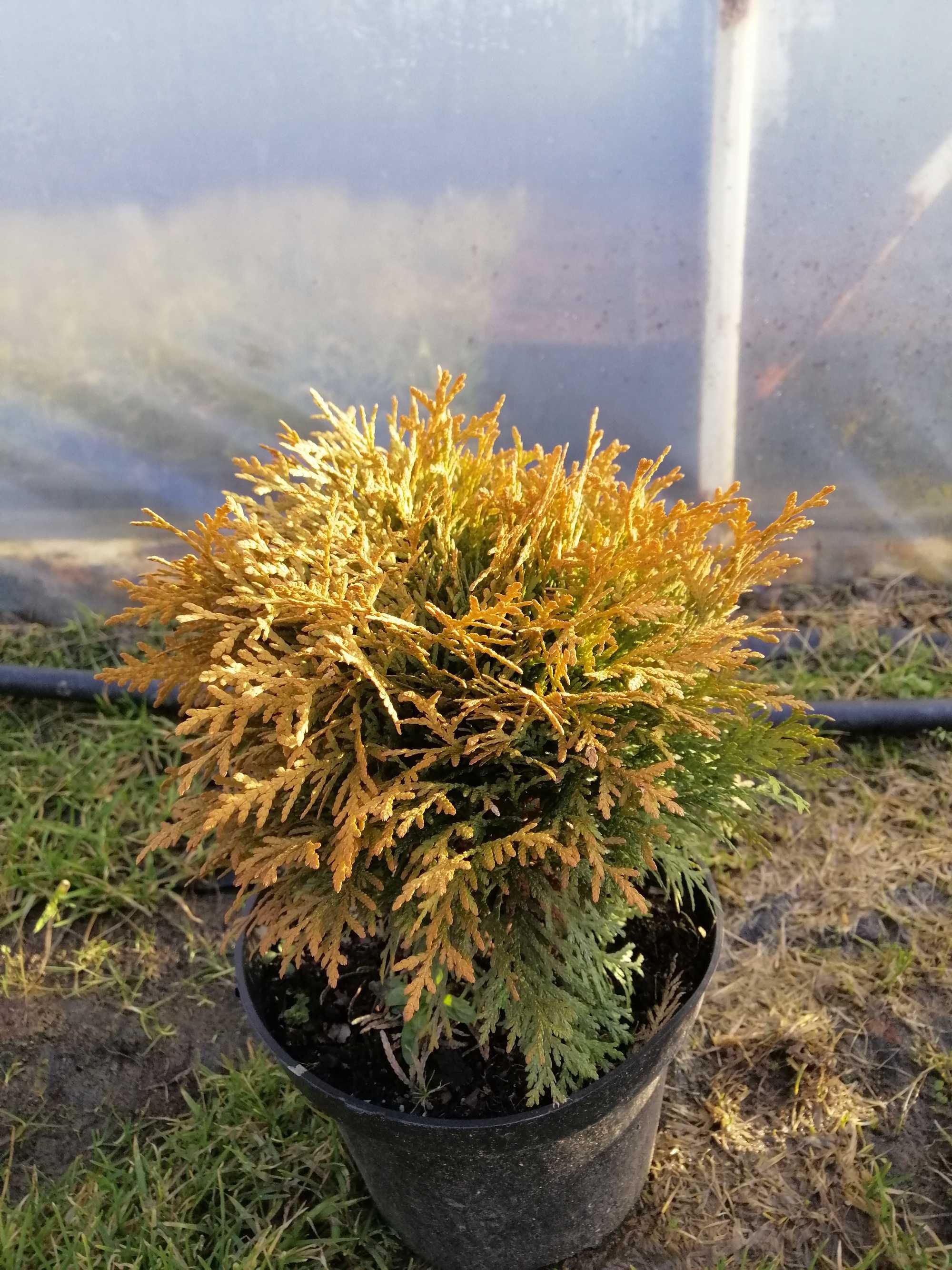 Thuja MIRJAM-piękna karłowata kulka