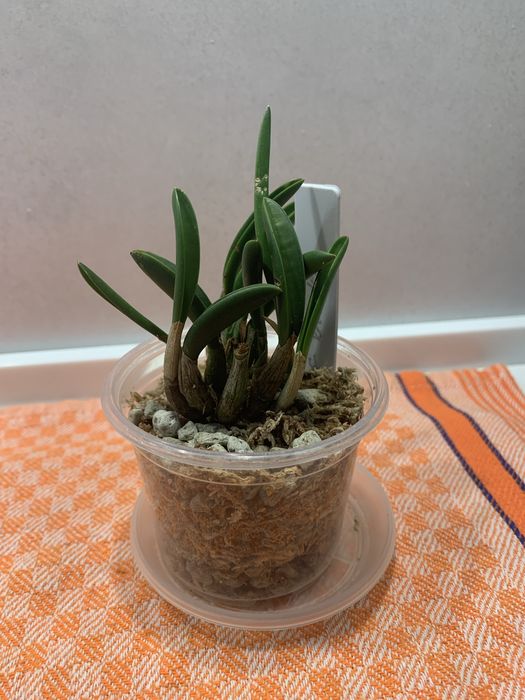 Орхідея mini Laelia briegeri