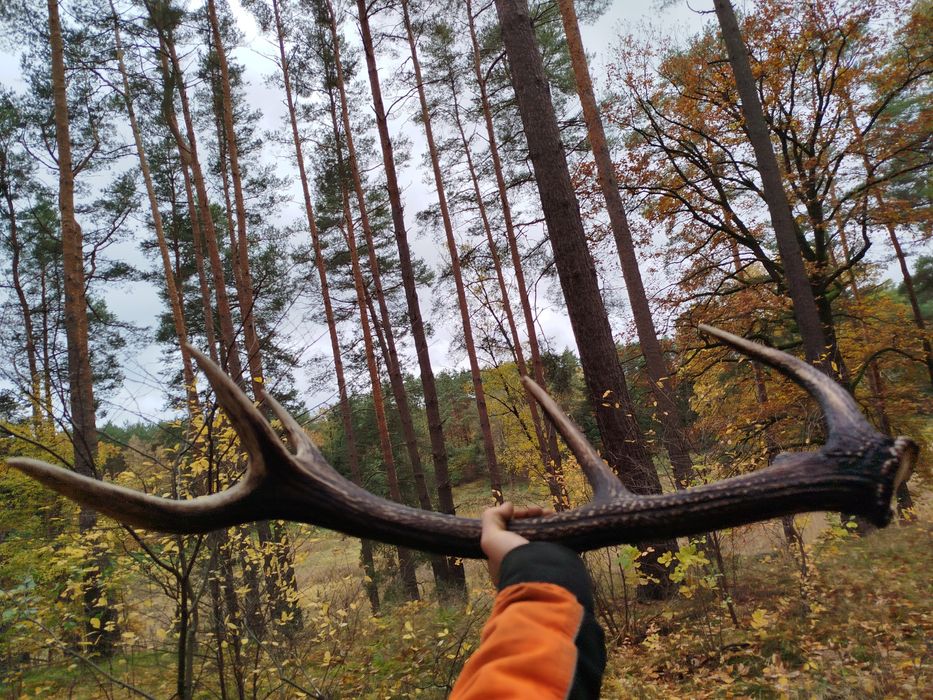 Poroże róg jelenia duży