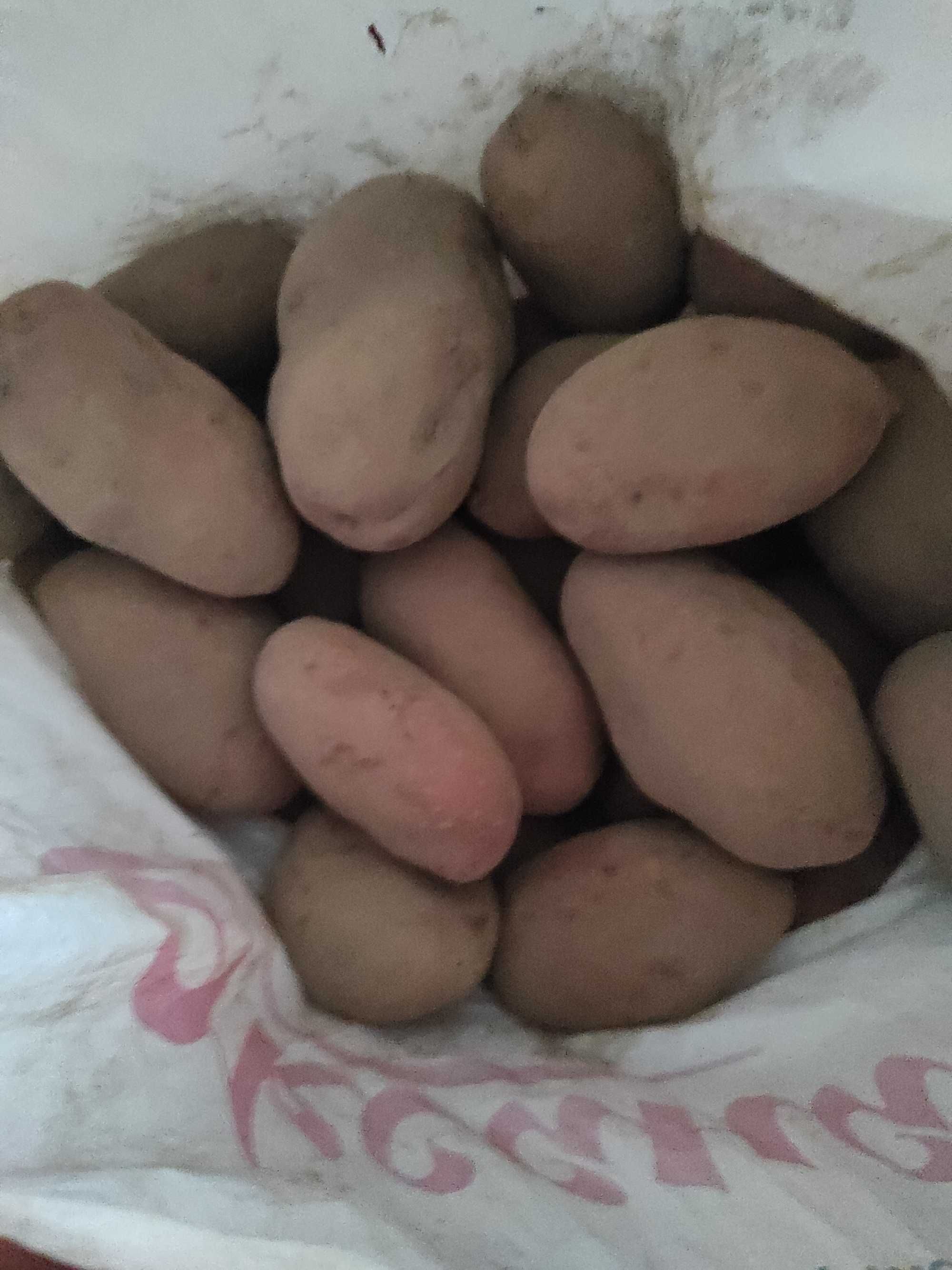 Картопля домашня крупна