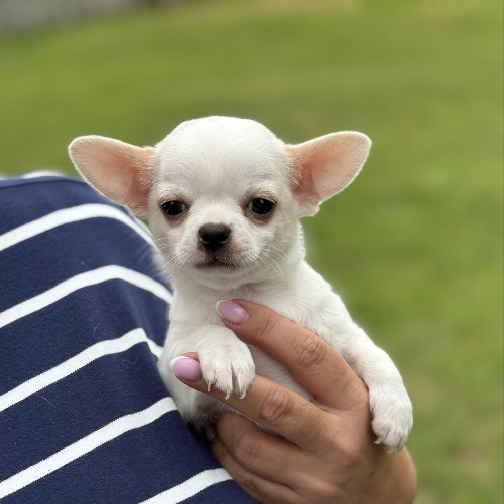 Biały maleńki piesek chihuahua rodowód ZKwP FCI