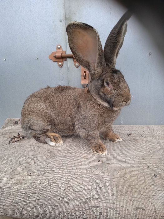 Olbrzym belgijski szary