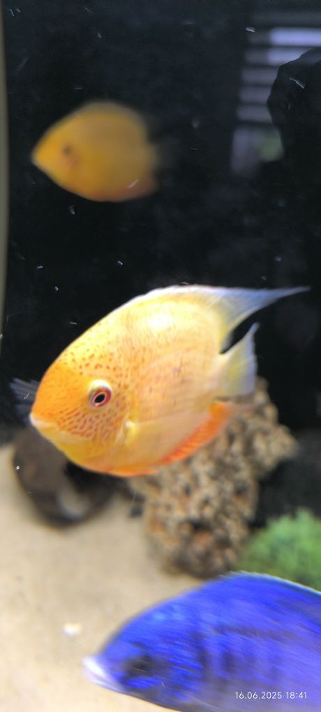 Pielęgnice severum gold