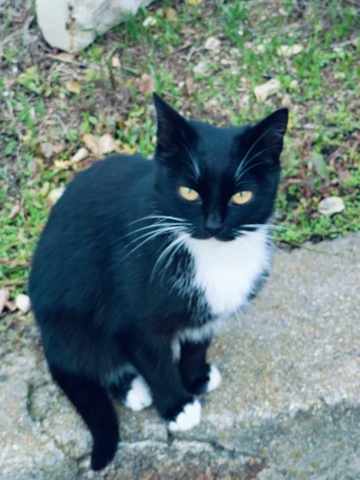 Котята ищут новый дом и доброе сердце