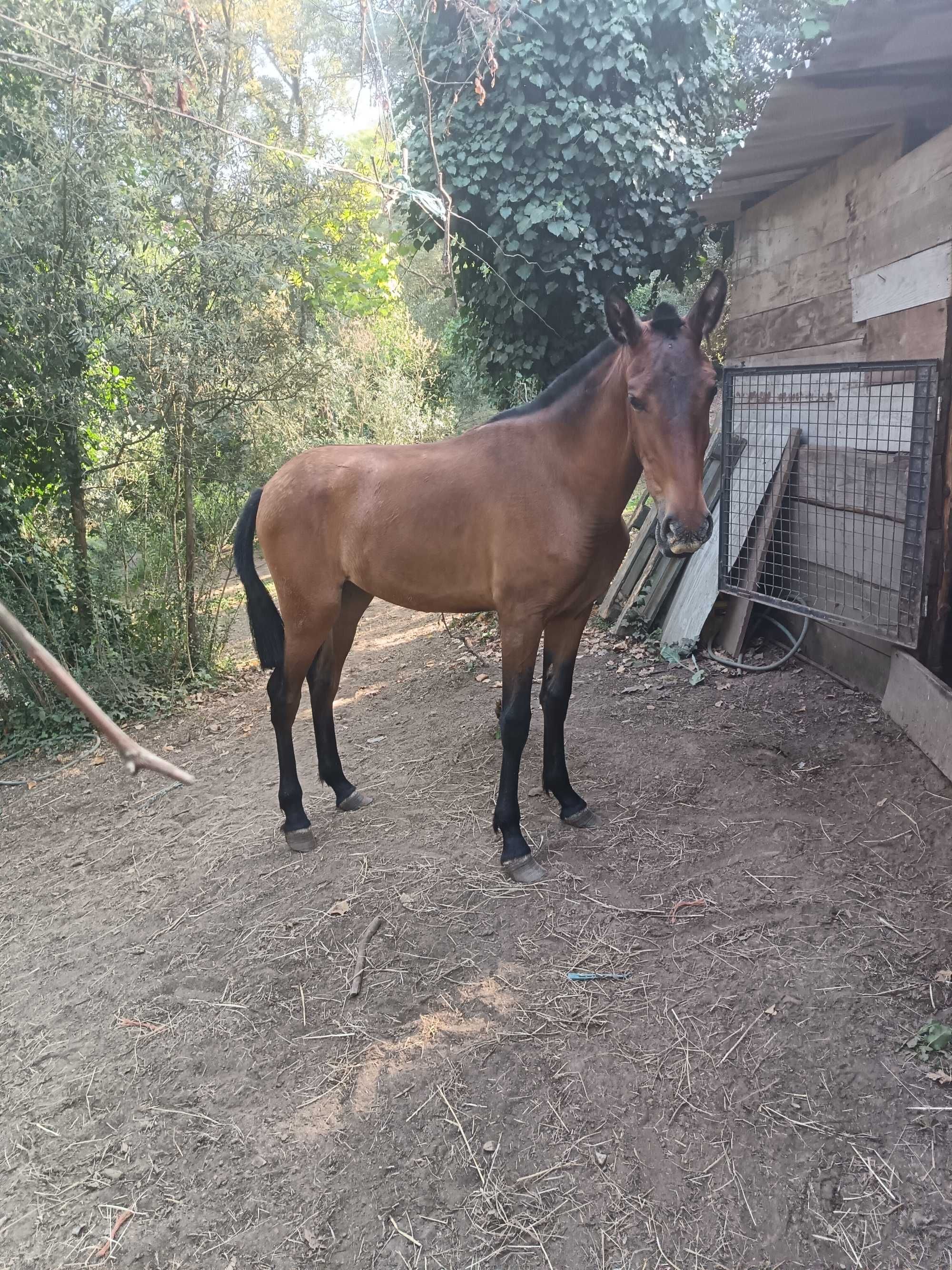 Vendo poldra PSL