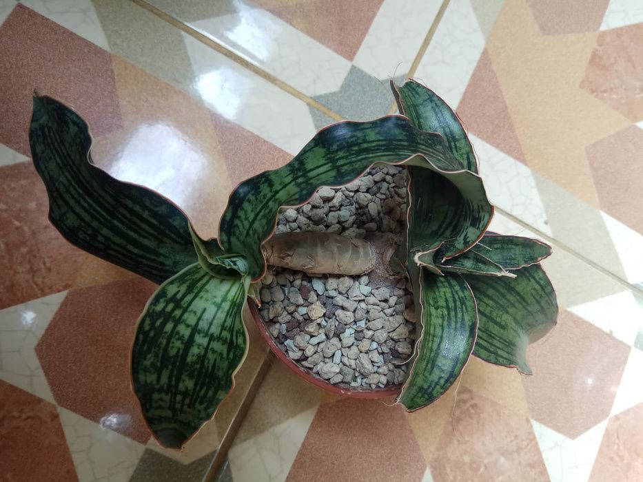 Sansevieria сансевиерия клеопатра