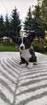 Whels Corgi Cardingan