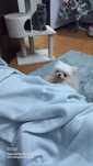 Spitz alemao anao/ lulu da Pomerânia