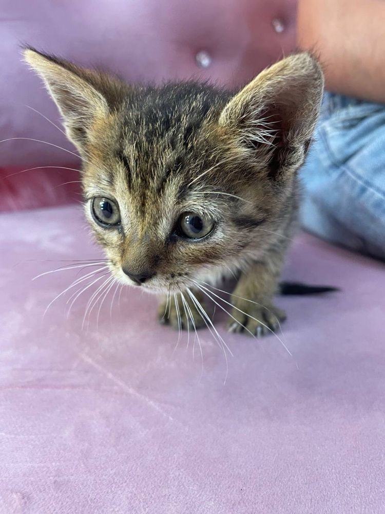 Котик шукає родину