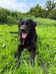 Flat coated retriever mix – Jadzia szuka domu!
