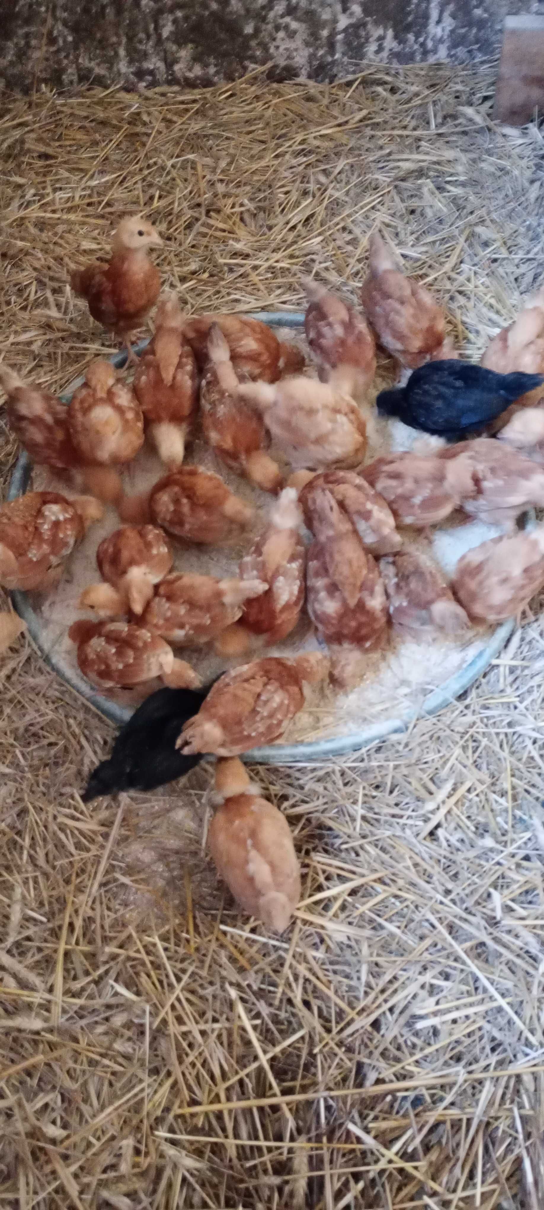 Pasza dla kur, gęsi,kaczek,perliczek itp . ŚWIEŻA