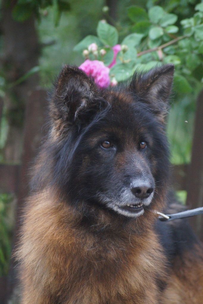 Nera- cudowna suczka owczarek niemiecki do adopcji