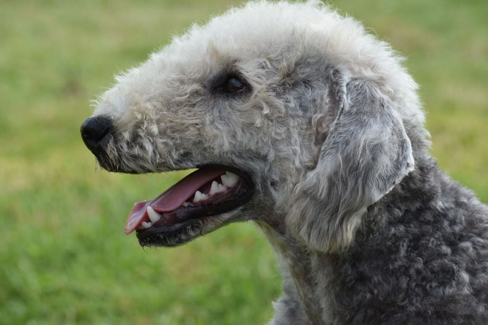 Бедлінгтон тер‘єр. Рідкісні  цуценята в Украіні