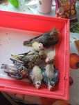 Caturras bebes para criar a mão