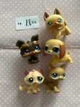 Lps pet shop jaminik shorthair tabby cat york owczarek