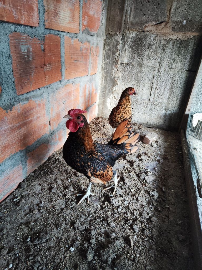 Casal Sebright Douradas