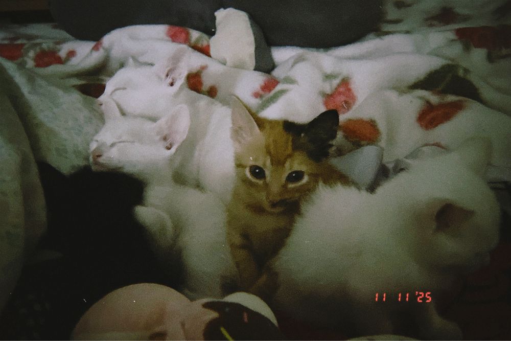 gatinhos para adoção