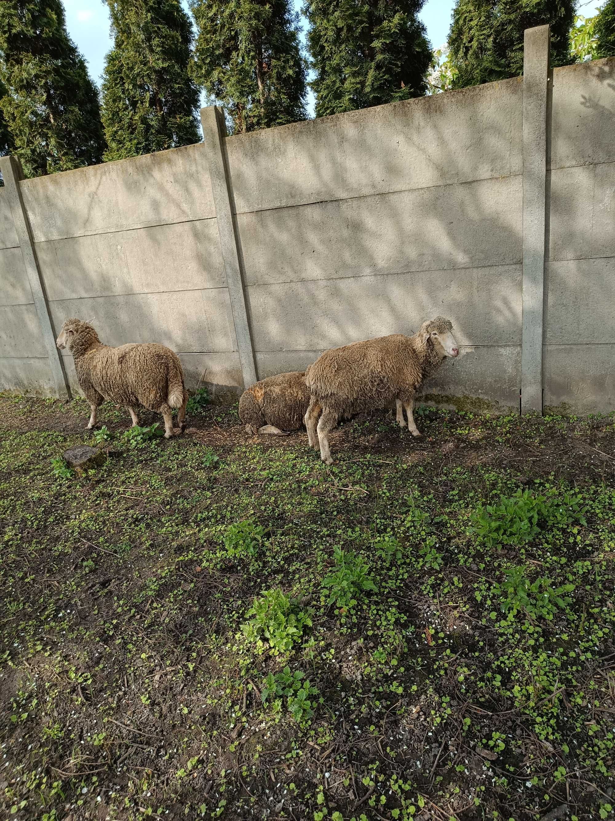 Owce 3 sztuki merynos około 2 lata