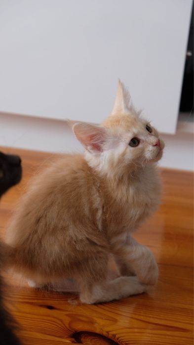 Maine coon kocur kremowy srebrzysty FPL