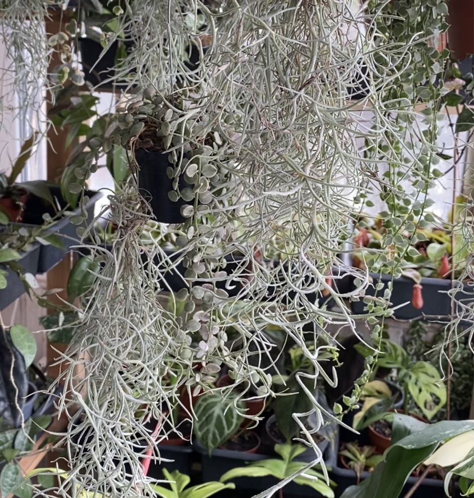 Тілландсія Tillandsia usneoides