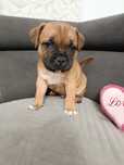 Staffik staff staffordshire bullterrier